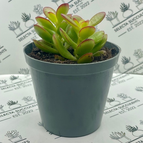 Crassula ovata ‘Minima’