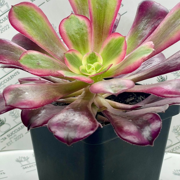 Aeonium ‘Medusa’ (Large)