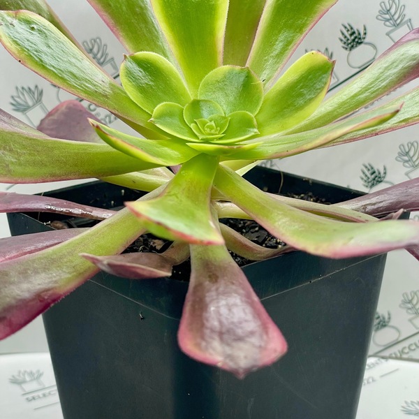 Aeonium ‘Superbang’ (Large)