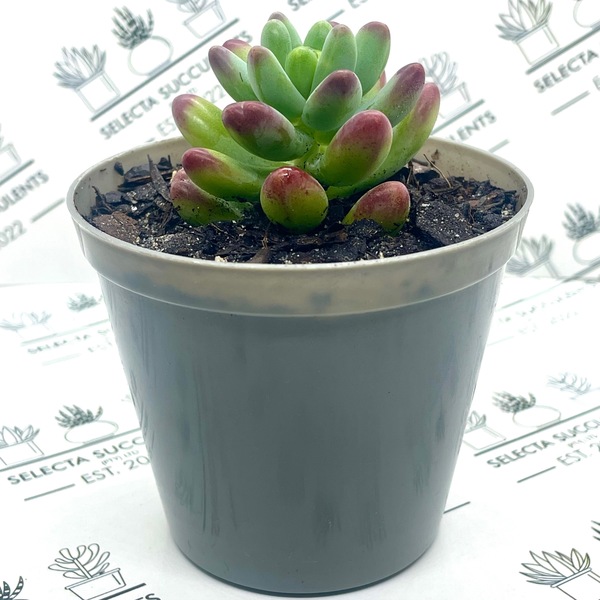 Sedum ‘Jaspa’