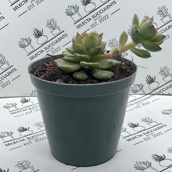 Echeveria ‘Supia’