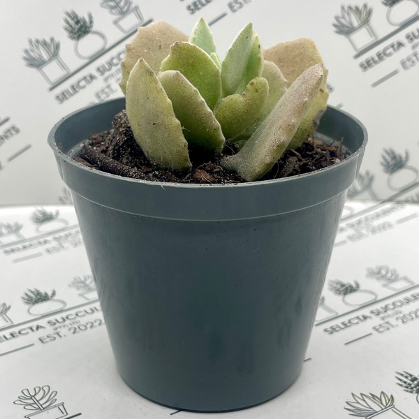 Kalanchoe millotii