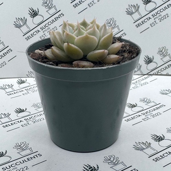 xGraptoveria ‘Margarete Reppin’