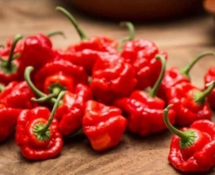 Chilli Pepper Scotch Bonnet - Jamaican Red