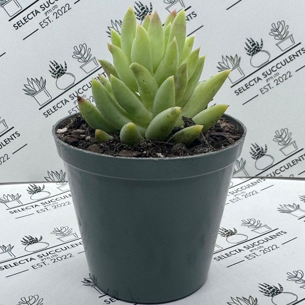xSedeveria ‘Harry Butterfield’