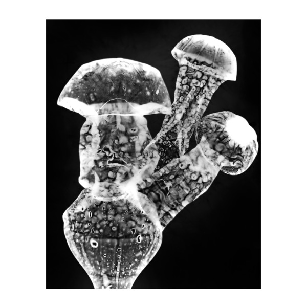 Mycoremediation x - Unframed