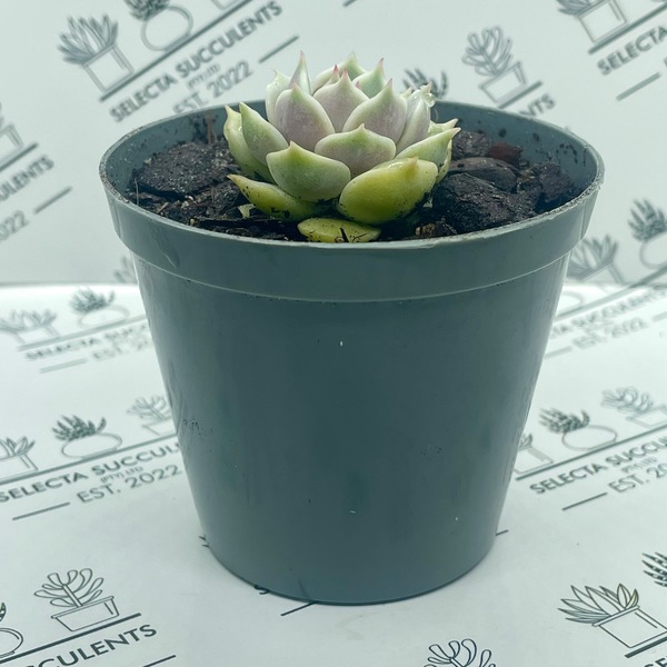 Echeveria ‘Lola’