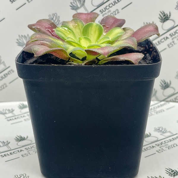 Aeonium ‘Shaohua’ (Medium)