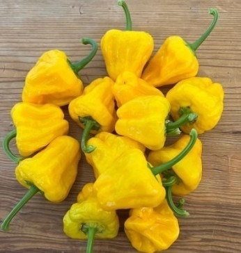 Chilli Pepper Scotch Bonnet - Jamaican Yellow