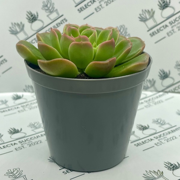 Echeveria multicaulis