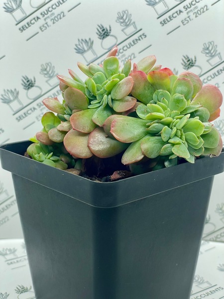Echeveria ‘Briar Rose Cristata’ (Large)