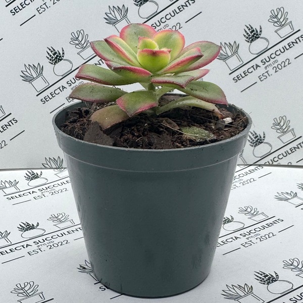 Aeonium haworthii ‘Dream Color’