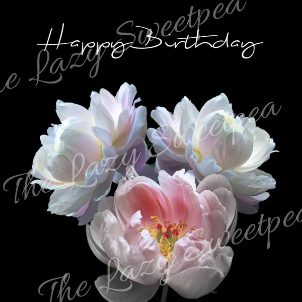 Made by us Birthday card - Black with White Pink Rose