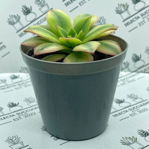 Aeonium ‘Floresens’