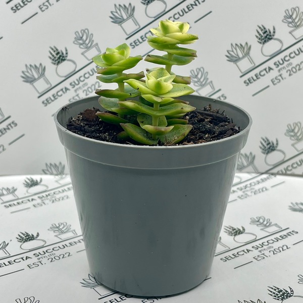 Crassula perforata ‘Variegata’
