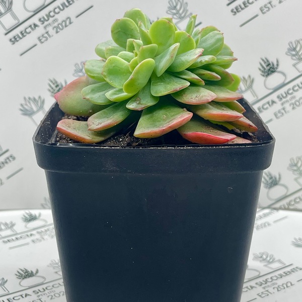 Echeveria ‘Briar Rose Cristata’ (Medium)