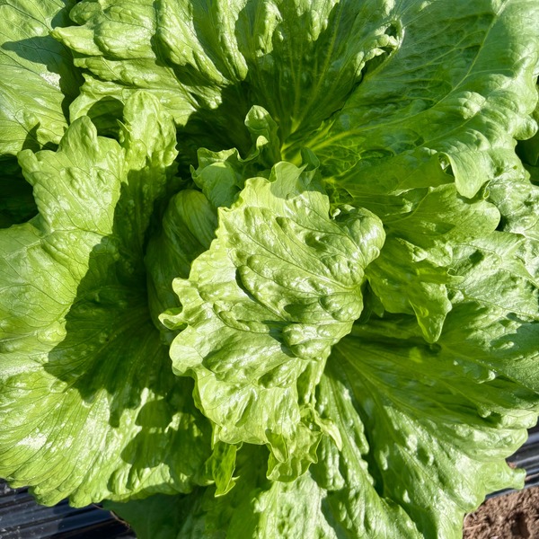Iceberg Lettuce (Whole)