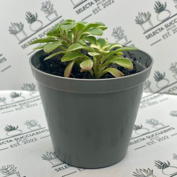 Aichryson x azoides ‘Variegata’