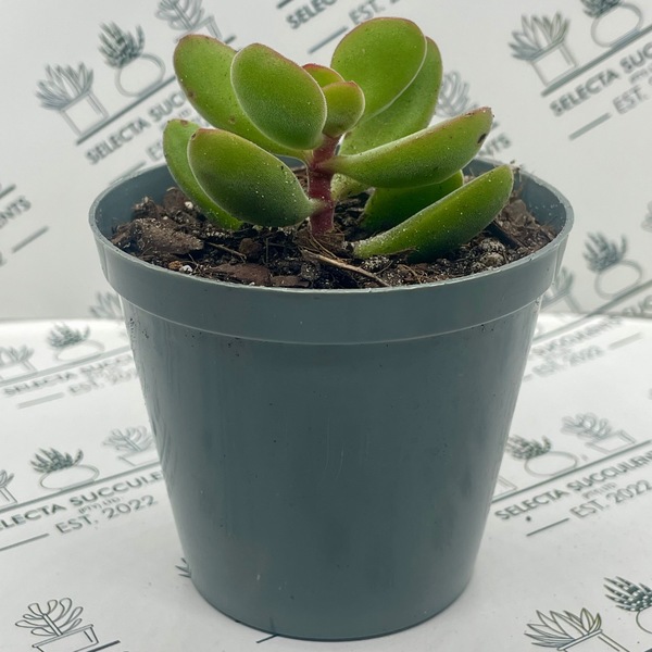 Crassula rogersii