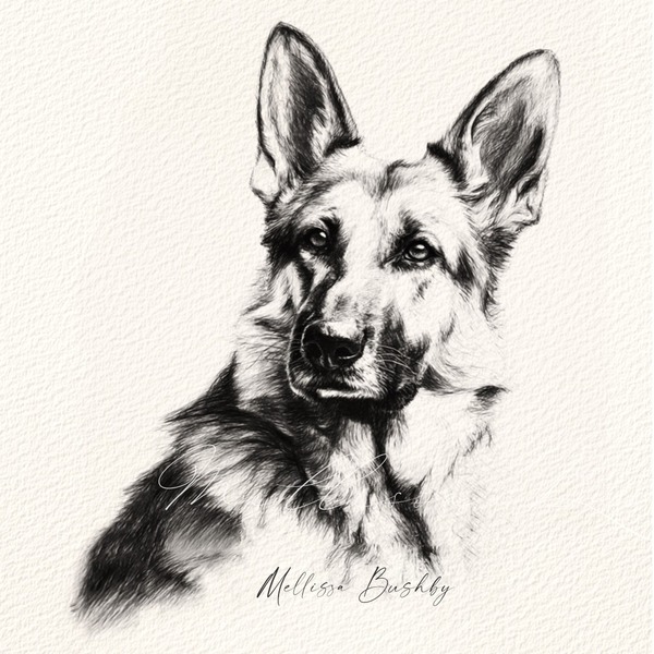 German Shepherd / Alsation