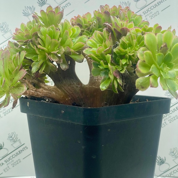 Aeonium ‘Fiesta Cristata’ (Specimen)