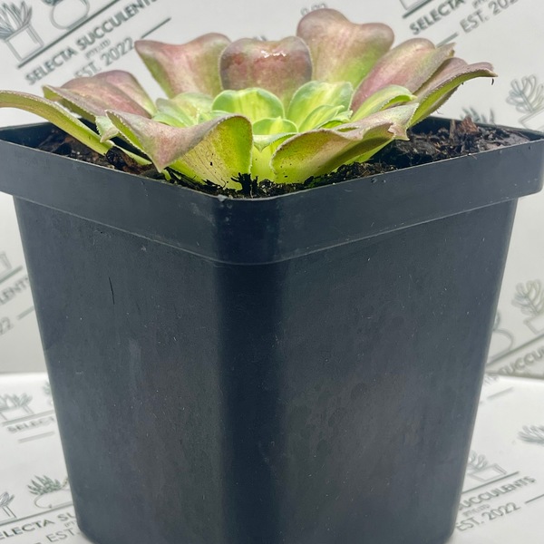 Aeonium ‘Shaohua’ (Large)