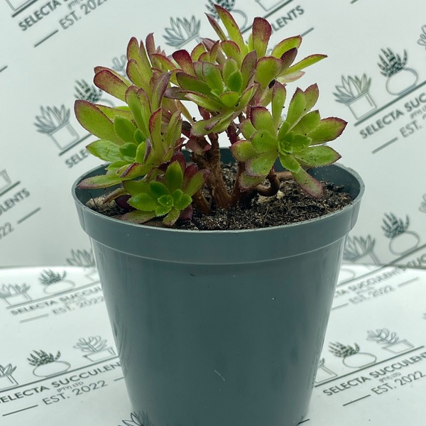 Aeonium ‘Fiesta’ (Multi rosette)