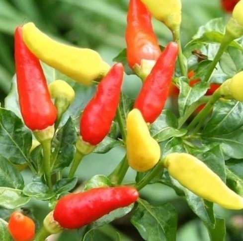 Chilli Pepper: Tobasco