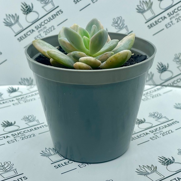 xGraptophytum ‘Supreme Variegata’