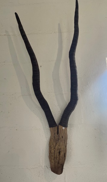 Driftwood Kudu