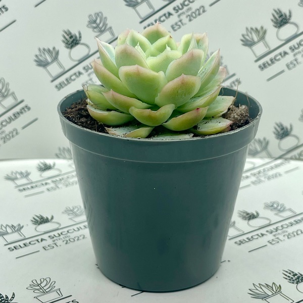Echeveria elegans