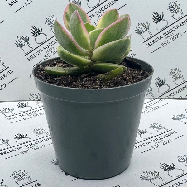 Crassula swaziensis ‘Variegata’