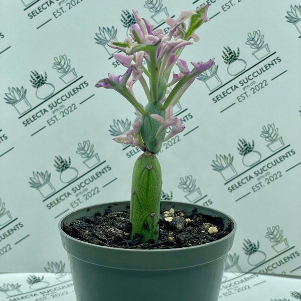 Baculellum articulatum ‘Candlelight’