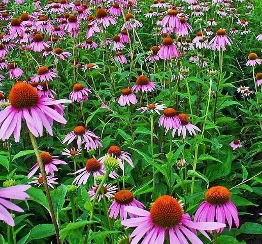 Echinacea : Purple Coneflower
