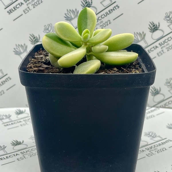 Crassula rogersii ‘Variegata’ (Specimen)