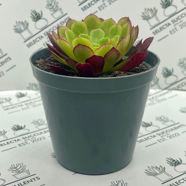 Aeonium ‘Fiesta’ (Small)