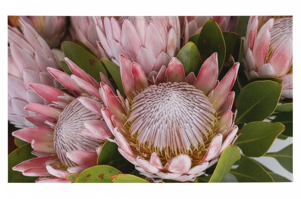 Paper Placemats - Pink King Proteas