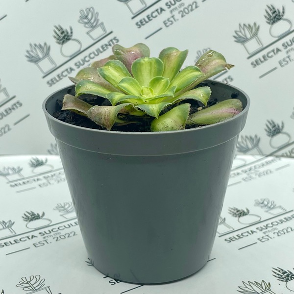 Aeonium ‘Shaohua’ (Small)