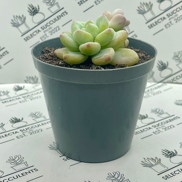 Sedum clavatum