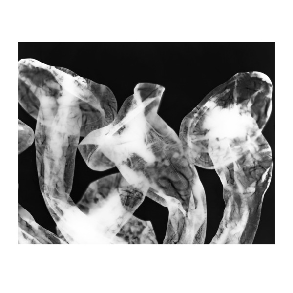 Mycoremediation vi
