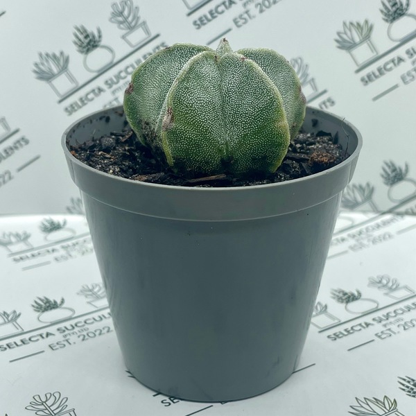 Astrophytum myriostigma