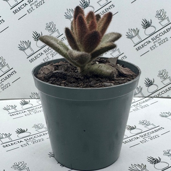 Kalanchoe tomentosa ‘Chocolate Soldier’