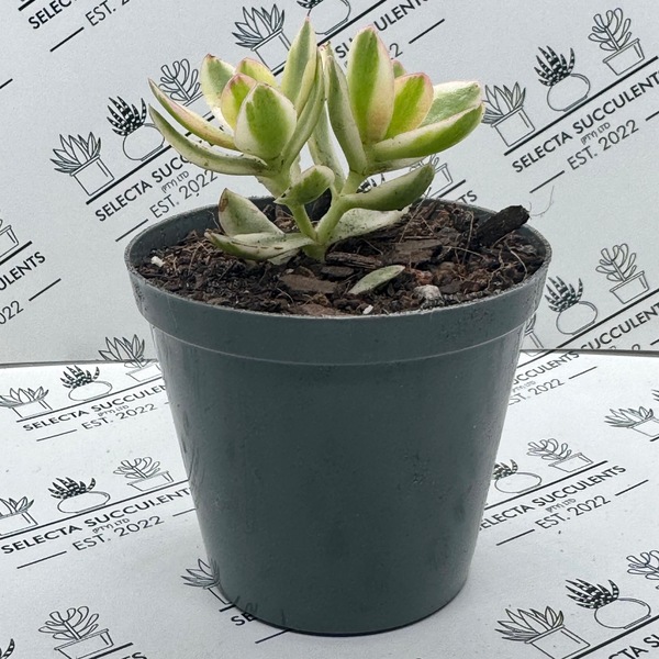 Crassula dejects ‘Variegata’
