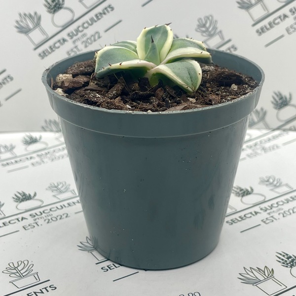 Agave ‘Cream Spike’