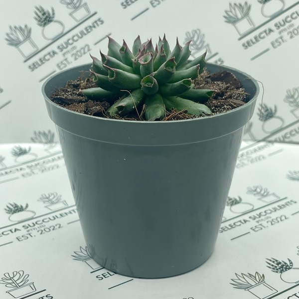 Sempervivum ‘Oddity’