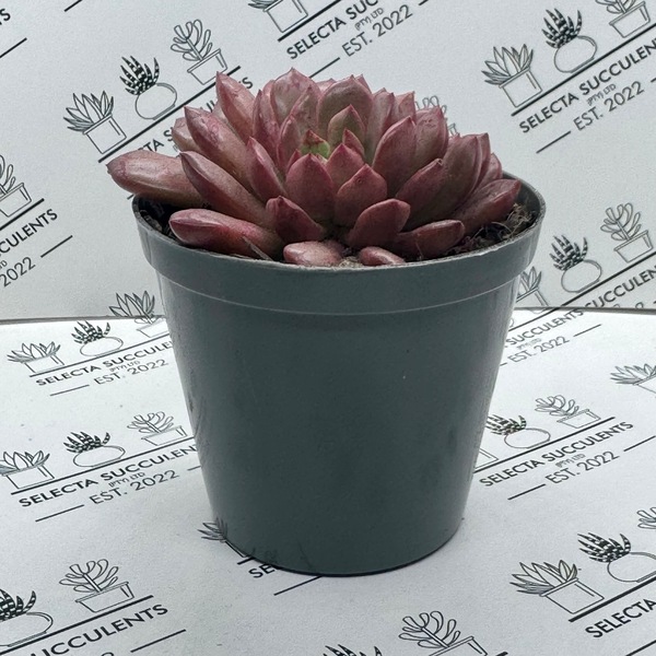 xGraptoveria ’Bashful’