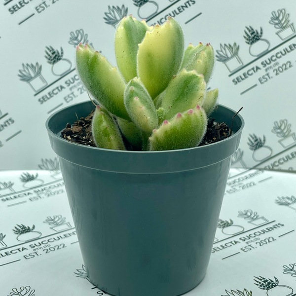 Cotyledon tomentosa ‘Variegata’