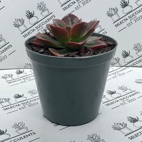Echeveria ’Melaco’