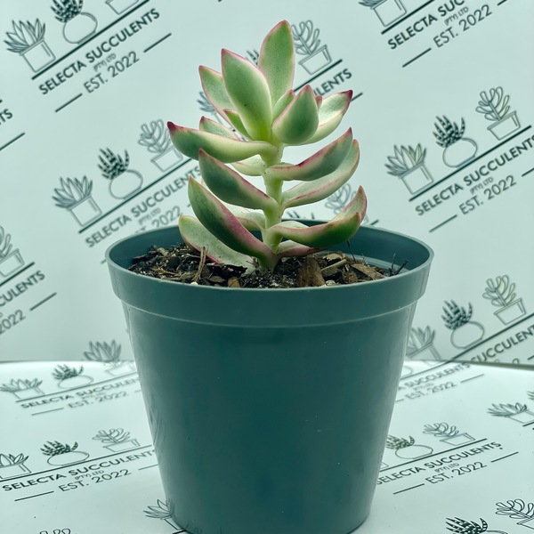 Crassula ‘Candy Cane’ (Small)