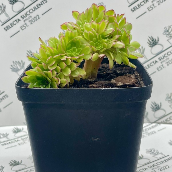 Aeonium ‘Fiesta Cristata’